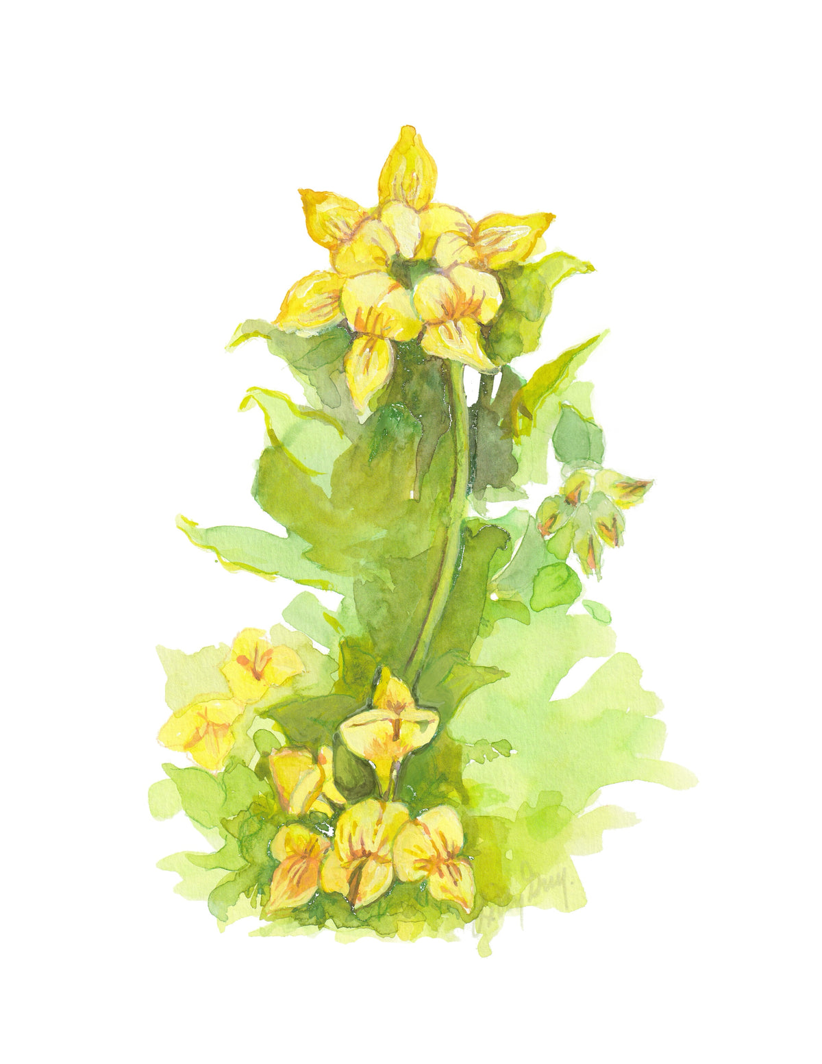 Bird's Foot Trefoil - Art Card