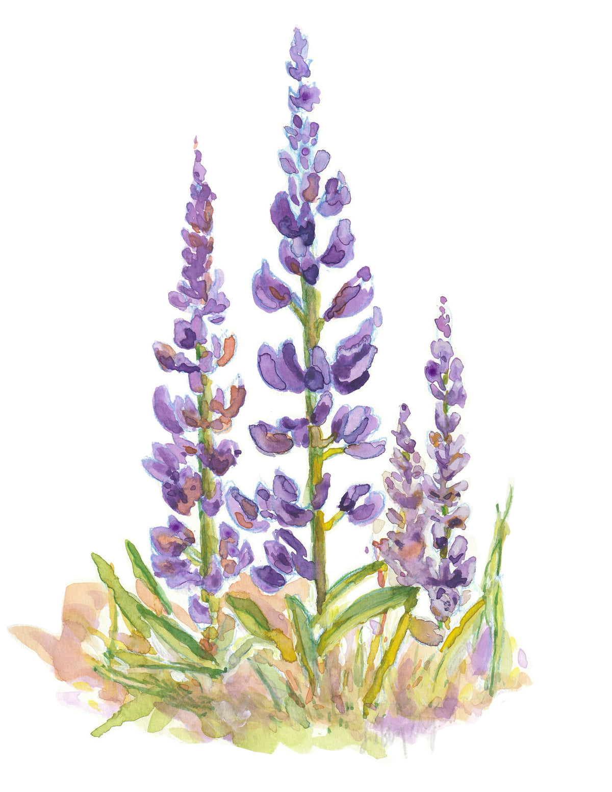 Lupins - Art Card